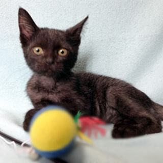 ワルツちゃん　遊びが大好きな女の子