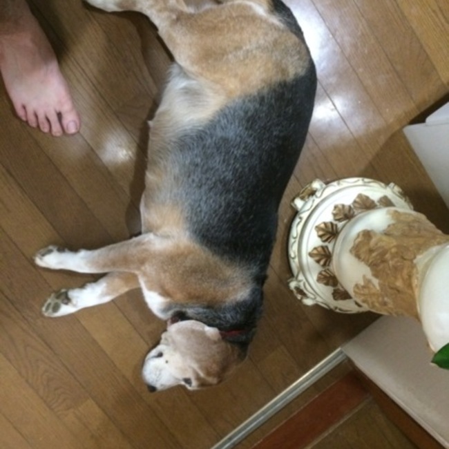 ヤスサミーのカバー写真