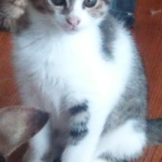 子猫3匹(♂♀)の里親さん募集してます。