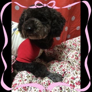 トイプードル・沙羅ちゃんは3歳の女の子です