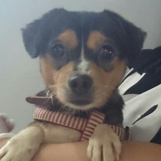 とてもビビりでおとなしいビーグルちゃんの里親様募集