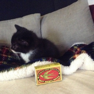 生後1ヶ月のメス猫