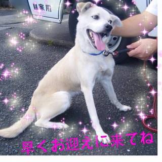 譲渡決まりました！！