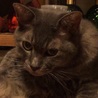 みかん