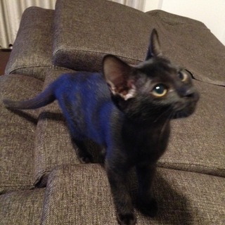 トライアル中です