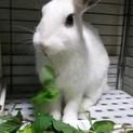 保護うさぎ珊瑚ちゃん♀不妊手術済み