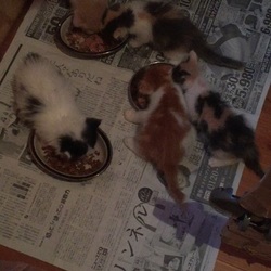 9月の連休中に子猫を保護した結果