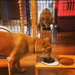 「ごはんタイム」サムネイル1