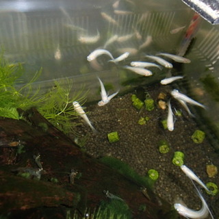 メダカ（楊貴妃、白メダカ）の里親募集
