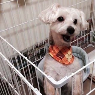 可愛がって頂ける方募集しています。