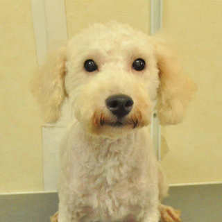 トイプードル　３歳１ヶ月　クリーム