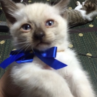 元気な雑種シャム猫 ガッチくん