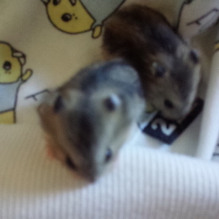 ジャンガリアンハムスターの里親募集！残り2匹です。