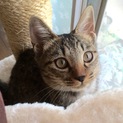 人慣れ抜群！きれいなキジトラ♀仔猫　