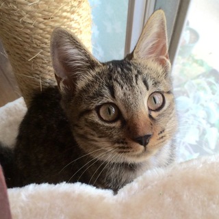 人慣れ抜群！きれいなキジトラ♀仔猫　