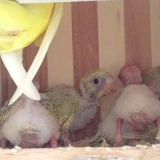 里親決定！よいご縁に巡り会えました。