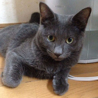 ロシアン風ブルー６ヶ月