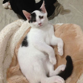 ワンコ大好きな甘えん坊君です！