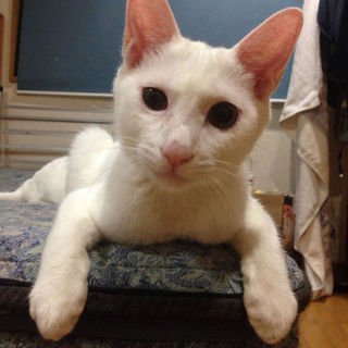 おっとりな甘えん坊君です。