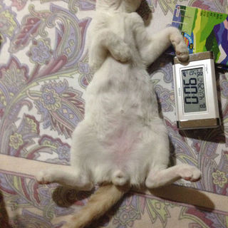 おしゃべり好きな甘えん坊君です。