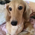 小柄なミニチュアダックス