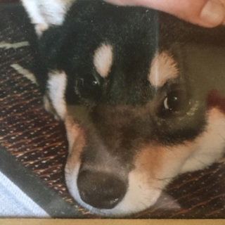 募集終了します。見て頂いた方有難うございました。