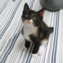 子猫緊急里親募集します！（一時募集停止）