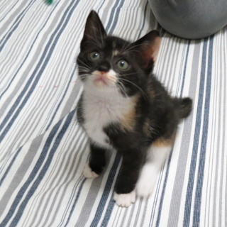 子猫緊急里親募集します！（一時募集停止）