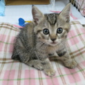 子猫緊急里親募集します！（一時募集停止）