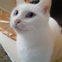 優しい里親さんを探しています！