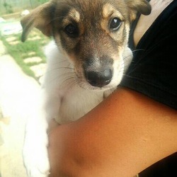 新しいご家族を探しています