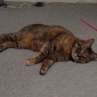 12歳くらい老猫メス。歳の割に元気です☆