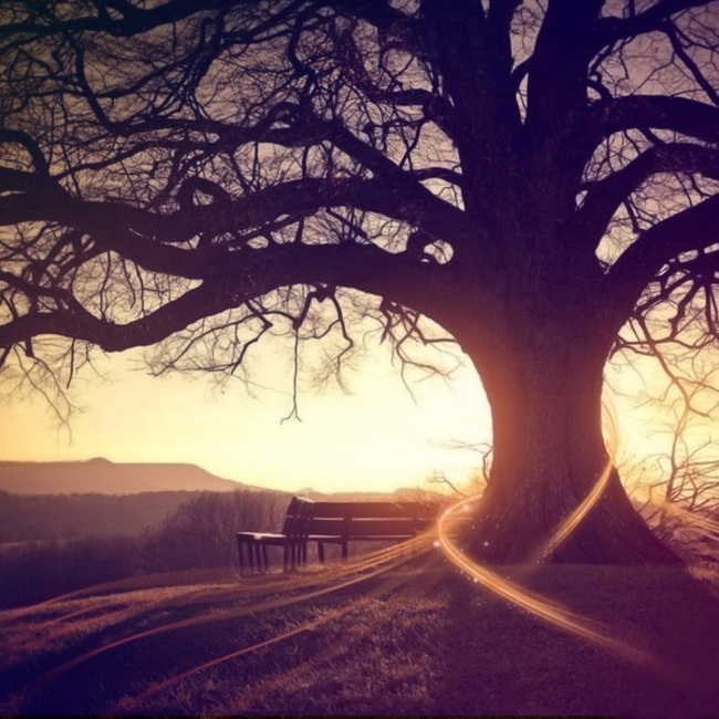 はな猫のカバー写真