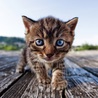 はな猫 さん