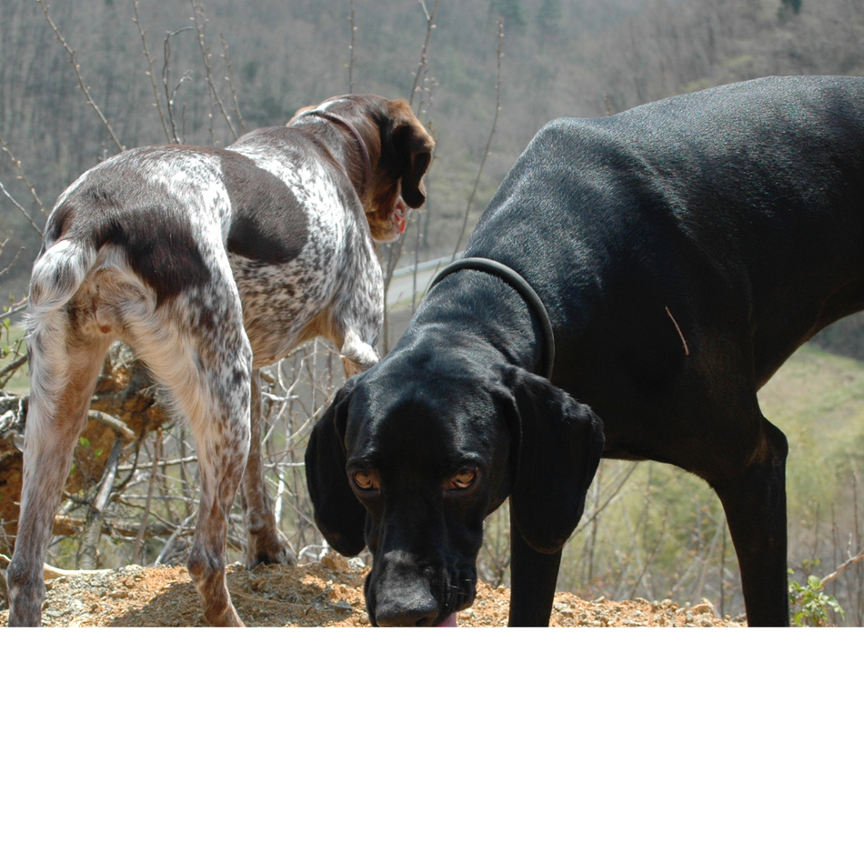 さくらのカバー写真