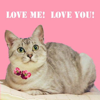 超美猫甘えん坊めめちゃんのご家族カモーン！