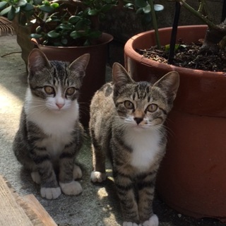 ☆子猫オスメス２匹☆家族に迎えてくれる方探してます