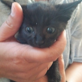 生後１ヶ月未満であろう子猫ちゃん