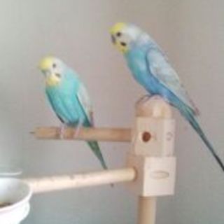 ～素敵な里親様に巡り合いました～セキセイインコ