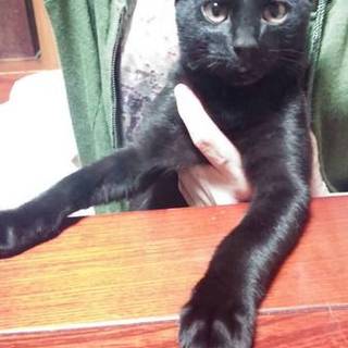甘えん坊な黒猫の男の子です