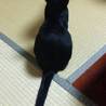 甘えん坊な黒猫の男の子です サムネイル2