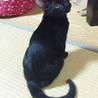 甘えん坊な黒猫の男の子です サムネイル3