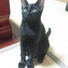 甘えん坊な黒猫の男の子です サムネイル4