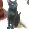 甘えん坊な黒猫の男の子です サムネイル5