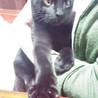 甘えん坊な黒猫の男の子です サムネイル6