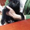 甘えん坊な黒猫の男の子です サムネイル7