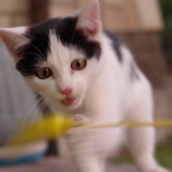 「貰われていきました」サムネイル2