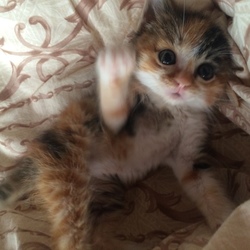 「貰われていきました」サムネイル3