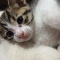 かわいい キジシロ猫ちゃん