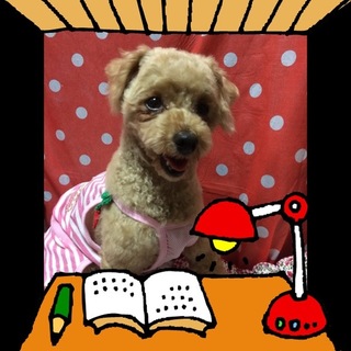 トイプードル・リムは甘えん坊な女の子